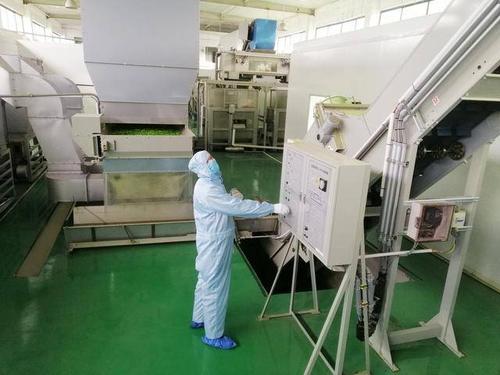 湖北宜昌全球首家茶叶加工“无人工厂”复工 茶乡春茶开园智慧飘香
