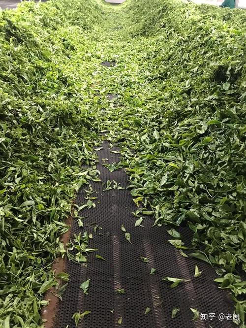 肯尼亚工厂如何制作红碎茶