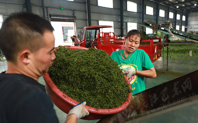 金果坪:加工胚茶助农增收(图)