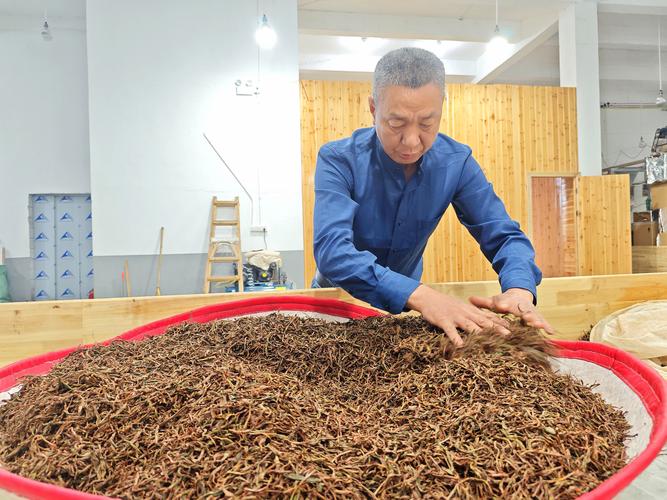 寿宁坑底乡首个标准化茶叶加工厂建成投产，引领茶产业升级